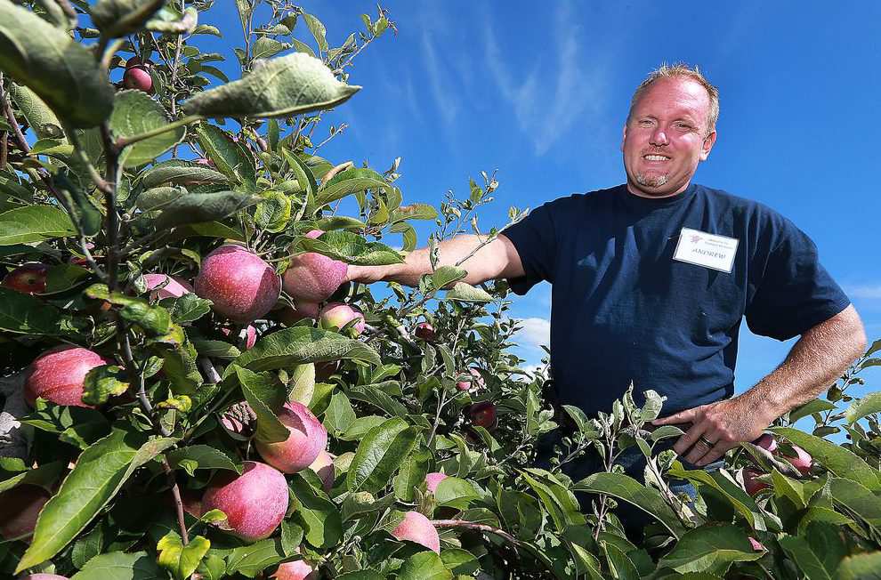 Ontario Apple Growers Sweet, bumper apple crop ready for picking