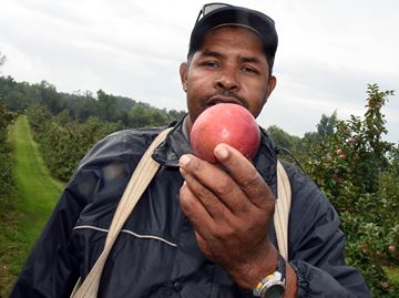 Ontario Apple Growers : Flamborough farmers report abundant, but