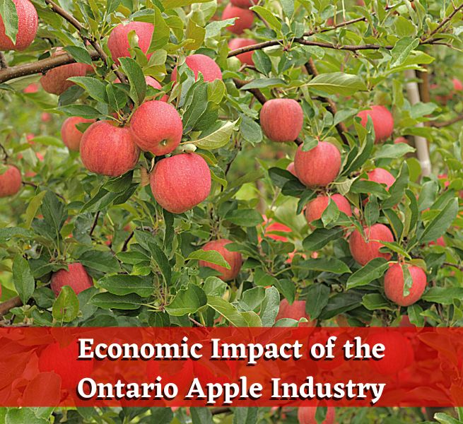 Economic Impact of the Ontario Apple Industry