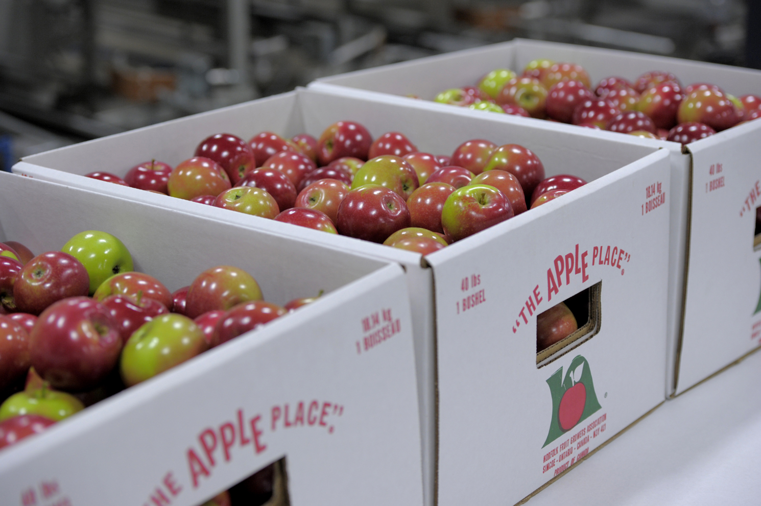 Norfolk Apples in Boxes