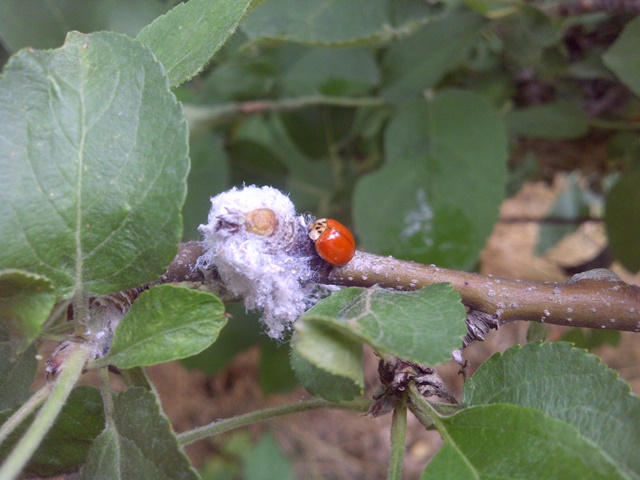 apple tree bugs