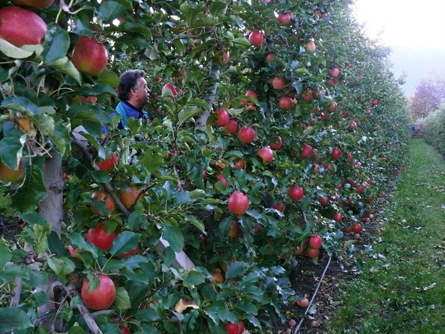 High density fruit wall