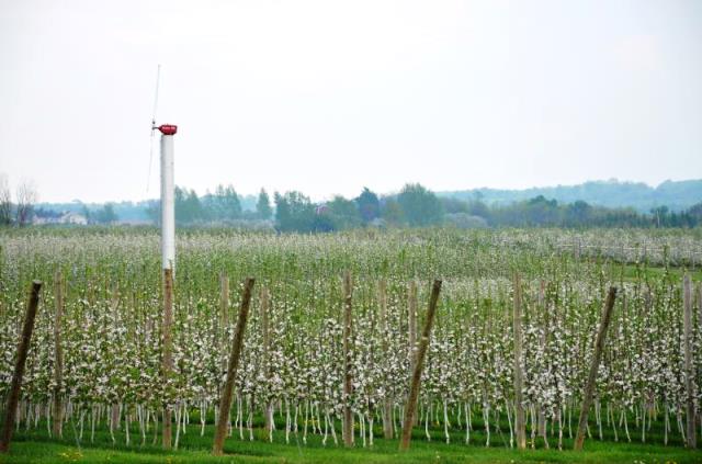 Orchard on trellis with wind machine