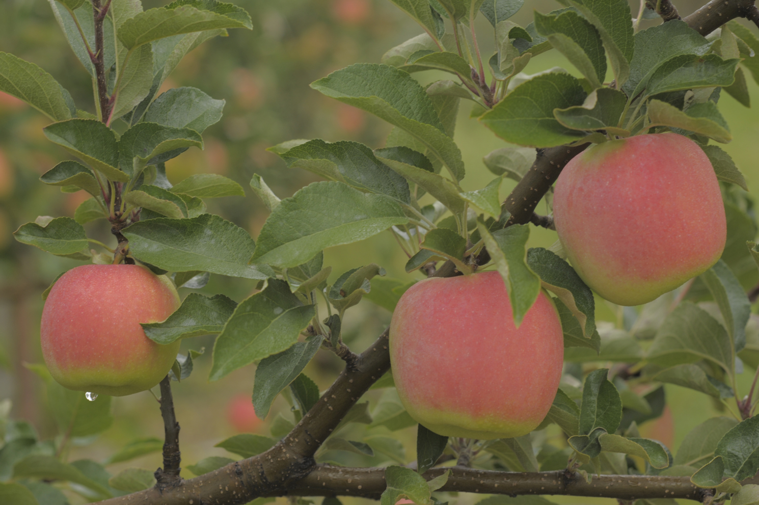 Apples in a tree