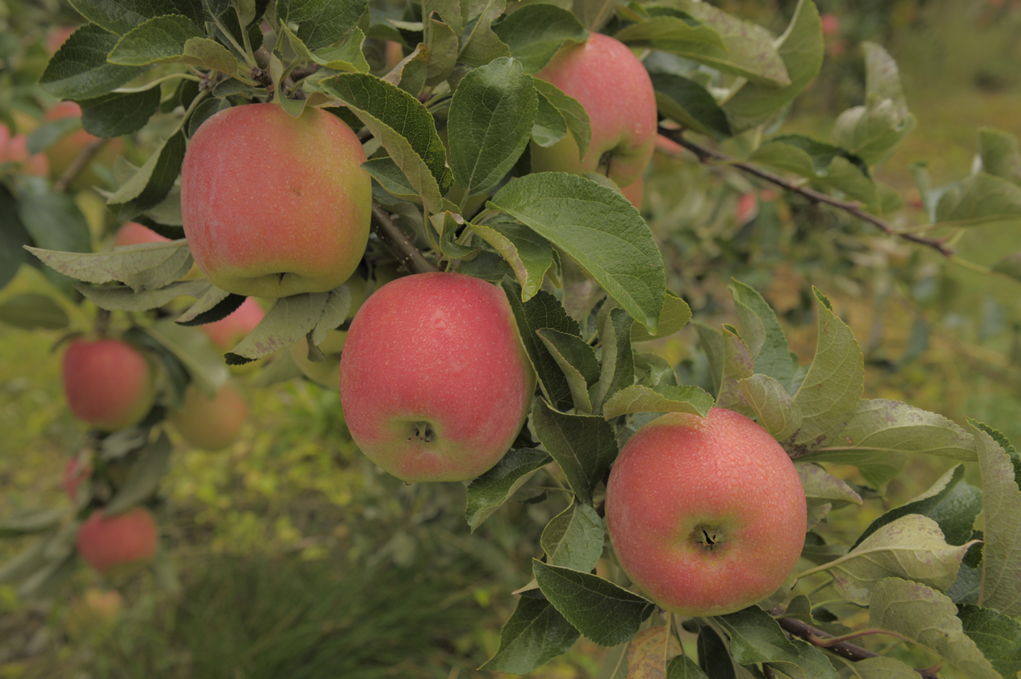 Ontario Apple Growers Slightly smaller Ontario apple crop volume this